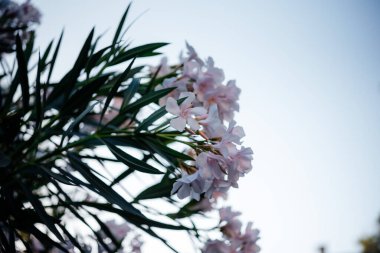 White and pink oleander flowers against blue sky mediterranean background