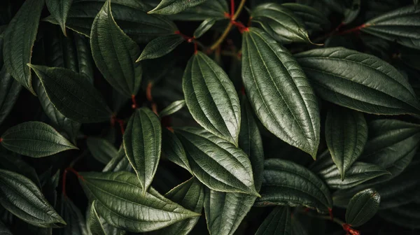 Dark Green Glossy Leaves Natural Background Images De Stock Libres De Droits