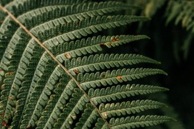Green fern leaves texture close-up natural background, close-up of fern foliage ecological background