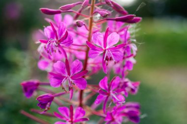 Close-up of Rosebay Willowherb flowers, pink flowering fireweed in Scotland