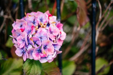 Pink hydrangea flowers in a front yard in Scotland, the UK, front garden with beautiful hortensia flowers