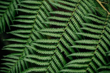 Green fern leaves texture close-up natural background, close-up of fern foliage ecological background