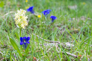 Yeşil çayırda Gentian çiçekleri. Mavi çiçek detayı. Gentiana acaulis