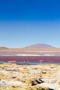 Laguna Colorada flamingolar, Bolivya. Platolarının flamingo. And yaban hayatı. Kırmızı lagoon