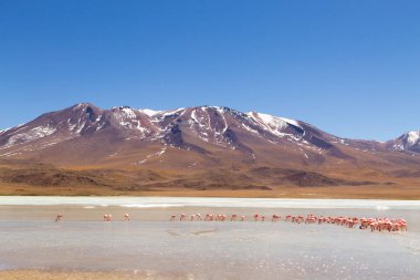 Laguna Hedionda flamingoları, Bolivya. Ve bir de vahşi yaşam. Bolivya gölü