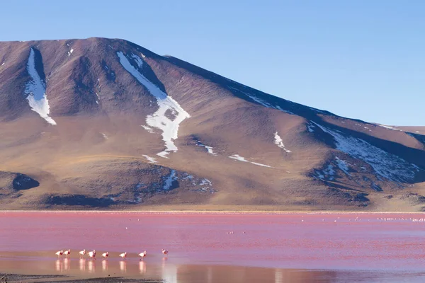 Laguna Χρώμα Φλαμίνγκο Βολιβία Puna Φλαμίνγκο Άγριας Ζωής Των Άνδεων — Φωτογραφία Αρχείου