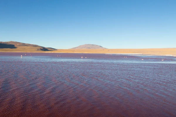 Laguna Colorada Paisaje Bolivia Hermoso Panorama Boliviano Laguna Agua Roja — Foto de Stock