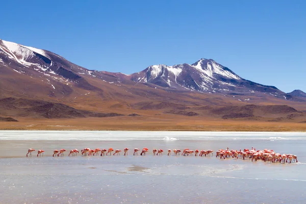 Laguna Hedionda flamingoları, Bolivya. Ve bir de vahşi yaşam. Bolivya gölü