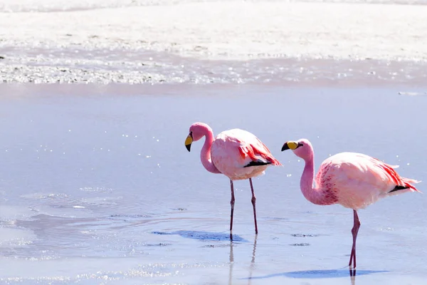 Laguna Hedionda Flamingos Bolivia Andean Wildlife Bolivian Lagoon — Stock Photo, Image