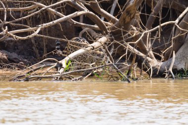Brezilya, Pantanal 'dan nehir kenarındaki Jaguar. Vahşi Brezilya kedisi gibi. Doğa ve vahşi yaşam