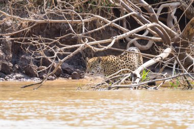 Brezilya, Pantanal 'dan nehir kenarındaki Jaguar. Vahşi Brezilya kedisi gibi. Doğa ve vahşi yaşam