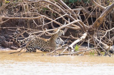 Brezilya, Pantanal 'dan nehir kenarındaki Jaguar. Vahşi Brezilya kedisi gibi. Doğa ve vahşi yaşam
