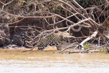 Brezilya, Pantanal 'dan nehir kenarındaki Jaguar. Vahşi Brezilya kedisi gibi. Doğa ve vahşi yaşam