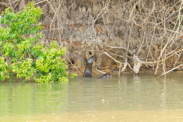 Гигантский Млекопитающий Воде Пантоболотного Района Бразилия Бразильская Дикая Природа Pteronura — стоковое фото