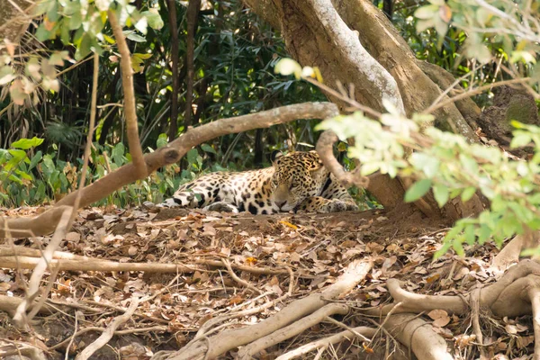 Jaguar Margem Rio Pantanal Brasil Felino Selvagem Brasileiro Natureza Vida — Fotografia de Stock