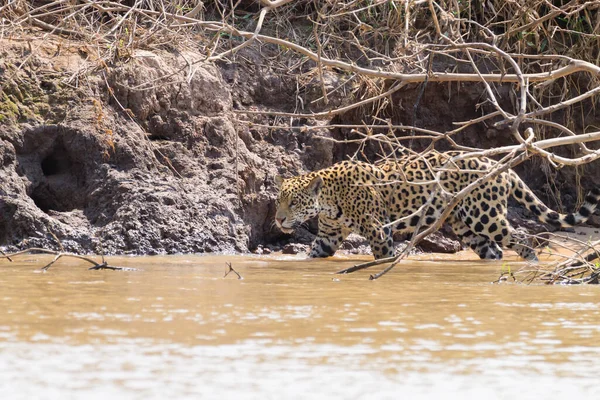 Jaguar Sulla Riva Del Fiume Pantanal Brasile Selvaggio Felino Brasiliano — Foto Stock