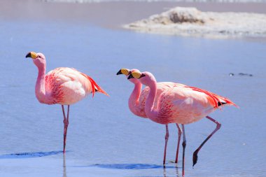 Laguna Hedionda flamingoları, Bolivya. Ve bir de vahşi yaşam. Bolivya gölü