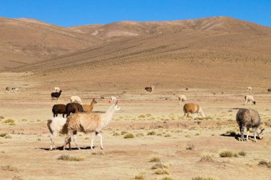 Bolivya Lama 'sı Andean Platosu, Bolivya' da çoğalıyor