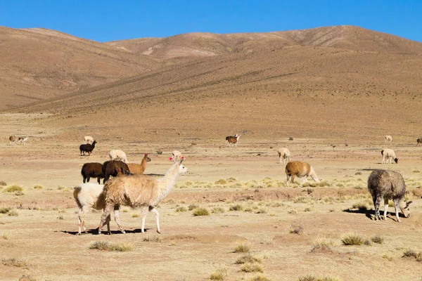 Reproducción Llamas Bolivianas Meseta Andina Bolivia — Foto de Stock