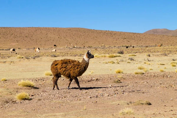 Lama Boliviano Reproduzindo Planalto Andino Bolívia — Fotografia de Stock