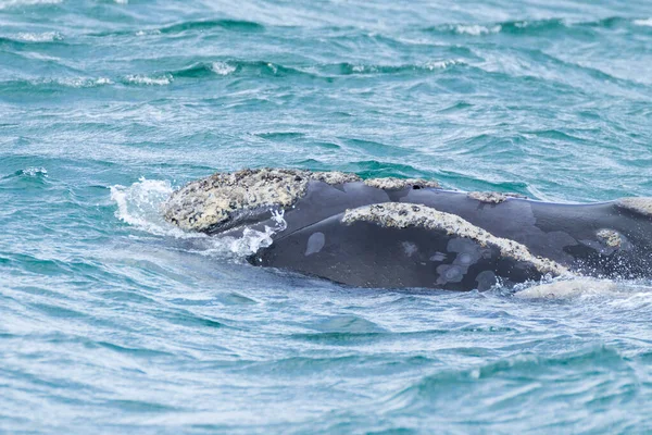 고래는 아르헨티나 발데스 도에서 — 스톡 사진
