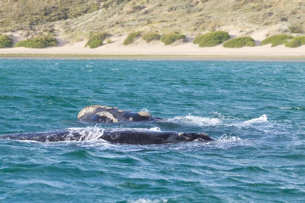 Observação Baleias Península Valdes Argentina Baleia Água Vida Selvagem — Fotografia de Stock