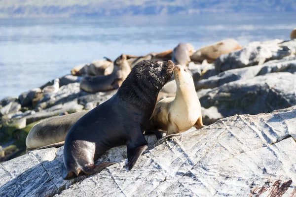 South American sea lion colony on Beagle channel, Argentina wildlife. Seals on nature. Ushuaia