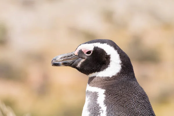 Pinguim Magalhães Perto Punta Tombo Pinguim Colônia Patagônia Argentina — Fotografia de Stock