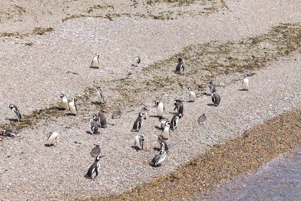 Магеллановы Пингвины Penta Tombo Penguin Colony Patagonia Argentina — стоковое фото