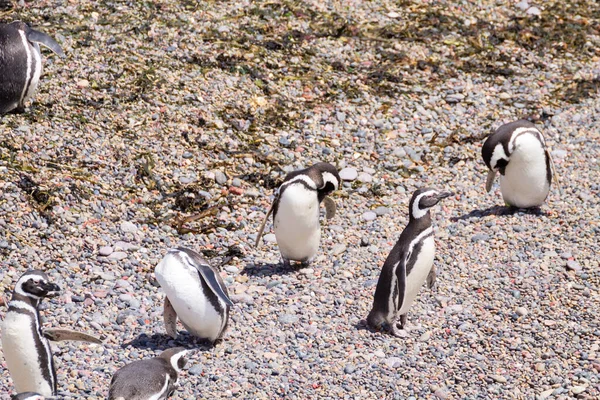 Pinguins Magalhães Punta Tombo Pinguim Colônia Patagônia Argentina — Fotografia de Stock