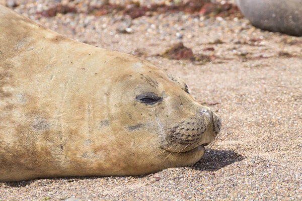 ビーチで象のシールを閉じる パタゴニア アルゼンチン アイラ エスコンディダ ビーチ アルゼンチンの野生動物 — ストック写真