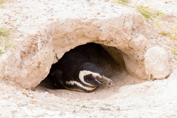 Pinguim Magalhães Colônia Pinguins Caleta Valdes Patagônia Argentina Vida Selvagem — Fotografia de Stock