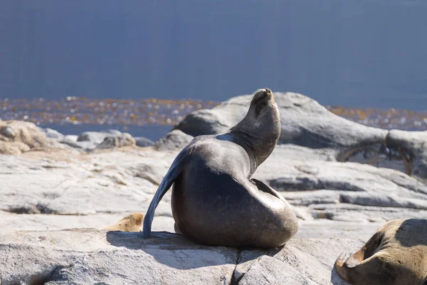 South American sea lion colony on Beagle channel, Argentina wildlife. Seals on nature. Ushuaia