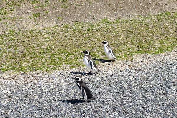 Pinguim Magalhães Praia Ilha Martillo Ushuaia Parque Nacional Tierra Del — Fotografia de Stock