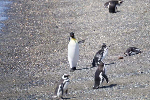 Koning Pinguïn Martillo Eiland Strand Ushuaia Nationaal Park Tierra Del — Stockfoto
