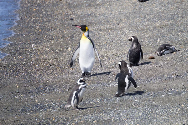 Tučňák Královský Pláži Ostrově Martillo Ushuaia Národní Park Tierra Del — Stock fotografie