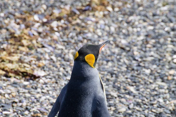 Кинг Пингвин Пляже Острова Мартильо Ушуайя Национальный Парк Огненная Земля — стоковое фото