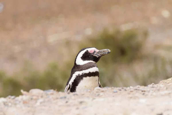 Pinguim Magalhães Colônia Pinguins Caleta Valdes Patagônia Argentina Vida Selvagem — Fotografia de Stock