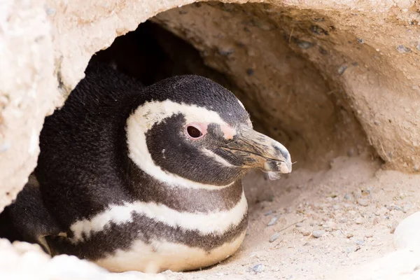 Pinguim Magalhães Colônia Pinguins Caleta Valdes Patagônia Argentina Vida Selvagem — Fotografia de Stock