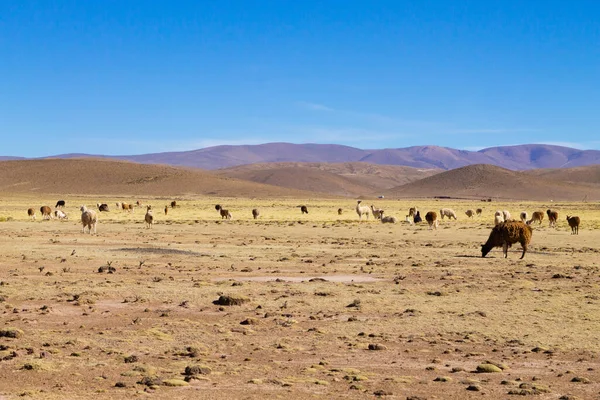 Bolivya Lama 'sı Andean Platosu, Bolivya' da çoğalıyor