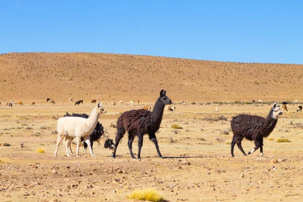 Reproducción Llamas Bolivianas Meseta Andina Bolivia — Foto de Stock