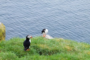 Doğu İzlanda, Borgarfjordur fiyortundan Atlantik martısı. İzlanda yaban hayatı. Sıradan martı. Kardeş arktika