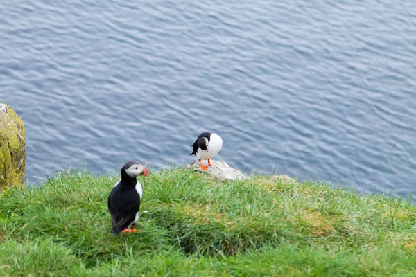 Doğu İzlanda, Borgarfjordur fiyortundan Atlantik martısı. İzlanda yaban hayatı. Sıradan martı. Kardeş arktika