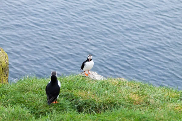 Doğu İzlanda, Borgarfjordur fiyortundan Atlantik martısı. İzlanda yaban hayatı. Sıradan martı. Kardeş arktika