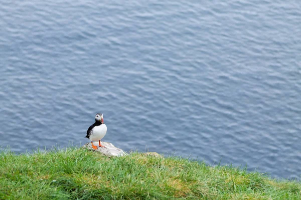 Doğu İzlanda, Borgarfjordur fiyortundan Atlantik martısı. İzlanda yaban hayatı. Sıradan martı. Kardeş arktika