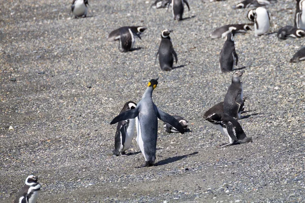 Tučňák Královský Pláži Ostrově Martillo Ushuaia Národní Park Tierra Del — Stock fotografie