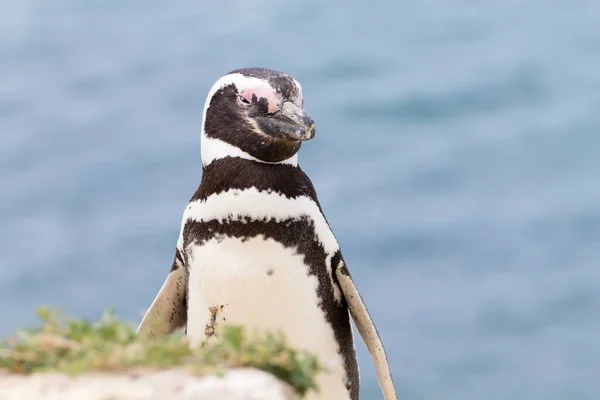 Pinguim Magalhães Colônia Pinguins Caleta Valdes Patagônia Argentina Vida Selvagem — Fotografia de Stock