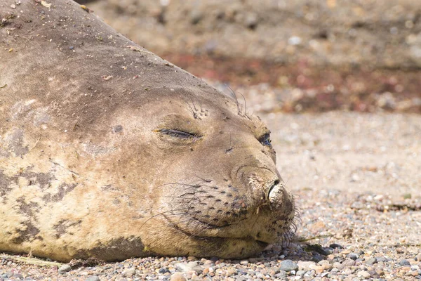 Elephant Seal Beach Close Patagonië Argentinië Isla Escondida Strand Argentijnse — Stockfoto