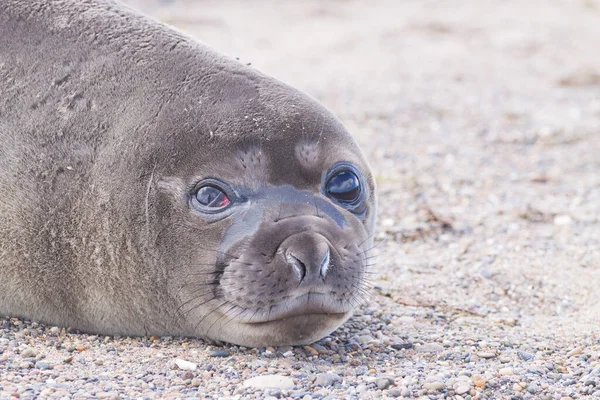 Elefántfóka Parton Közelről Patagónia Argentína Isla Escondida Strand Argentin Vadvilág — Stock Fotó