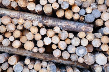 Kesilen çam kütüklerinin geçmişi. Vaia fırtına etkileri, İtalya